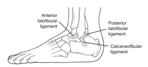 Side view illustration of the foot, showing the ligaments on the outside of the ankle that frequently get injured with a sprain.